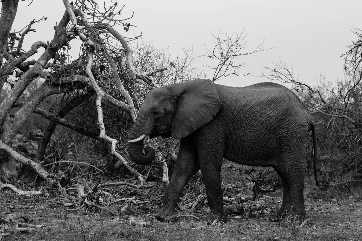 grieving elephants mourning the dead in the wild