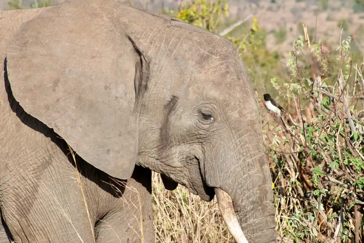 close up of elephant gently touching bones with its trunk