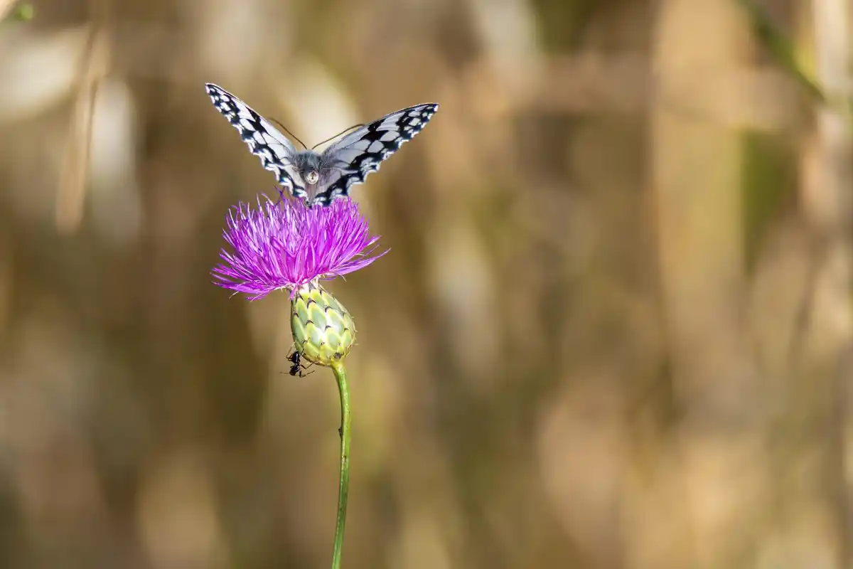 dutch garden attracting butterflies close up