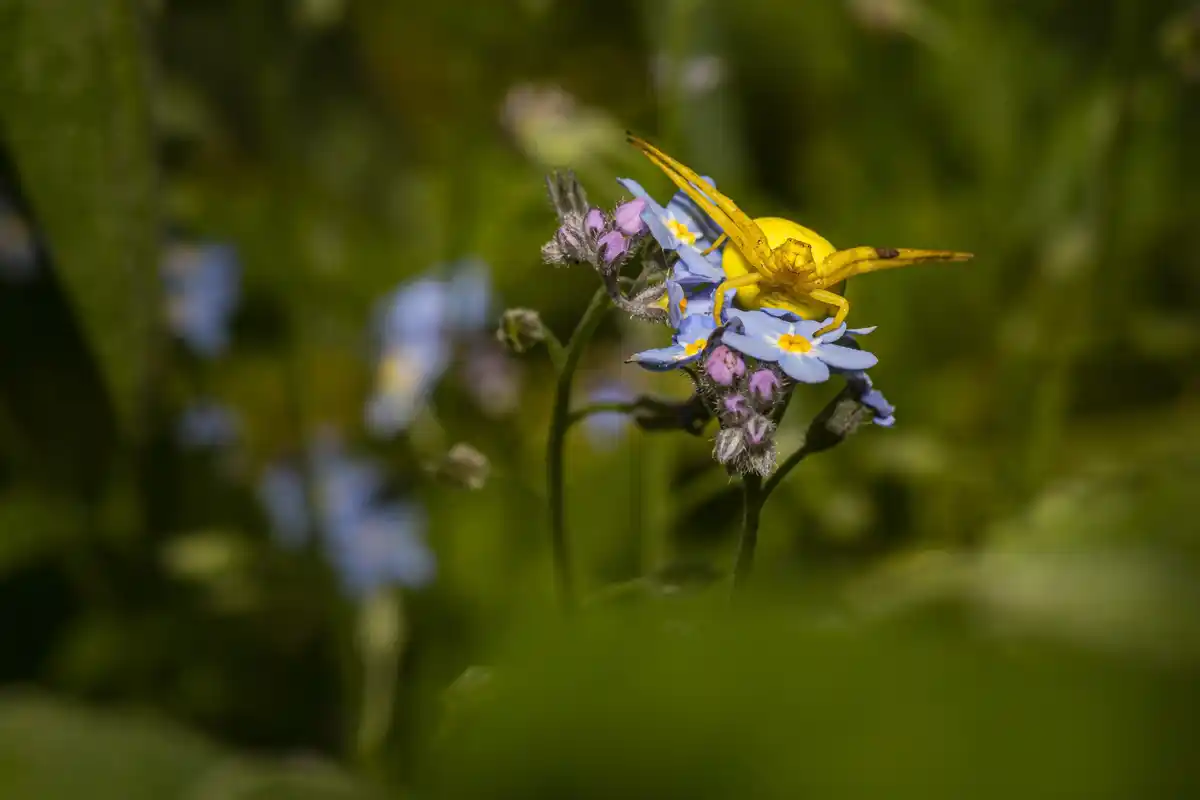 dutch wildlife garden with lots of butterflies