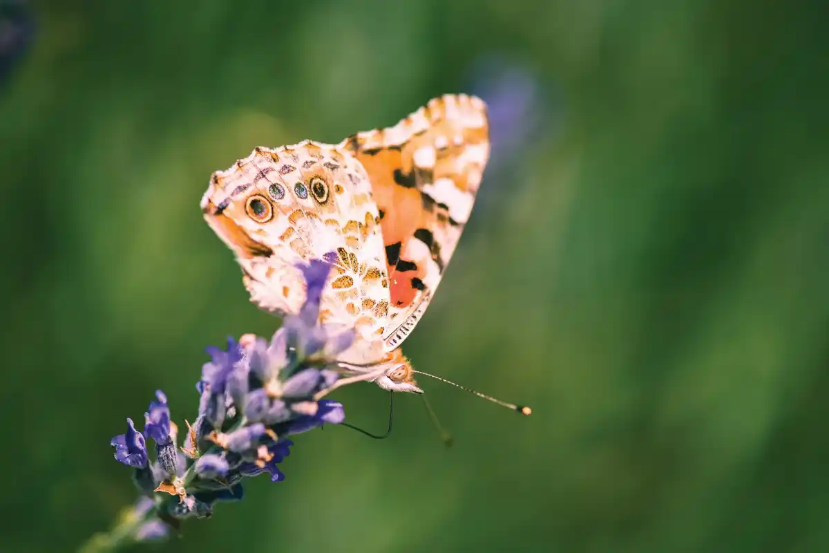 close up butterfly on dutch wildflower garden