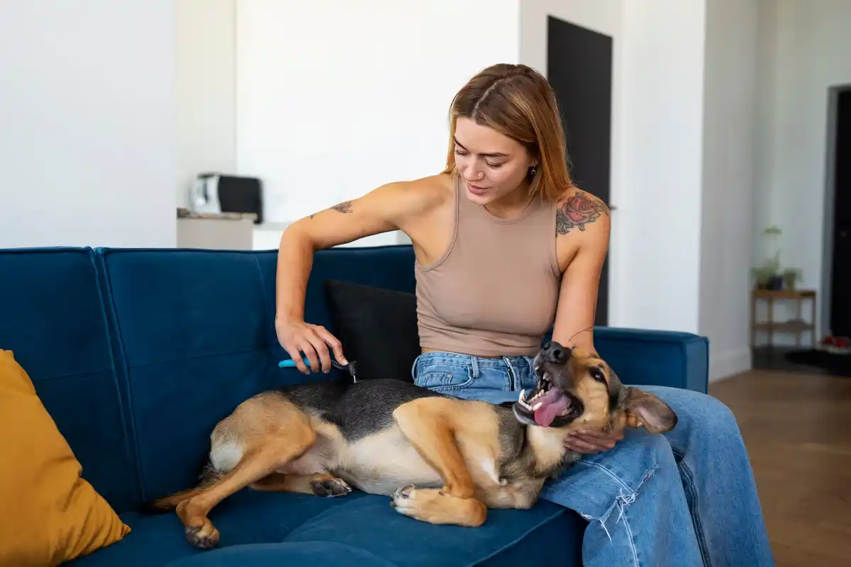 dog and cat intelligence comparison in dutch home