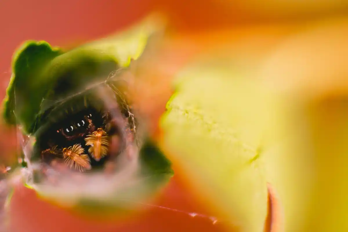 bee extinction impact on food Netherlands