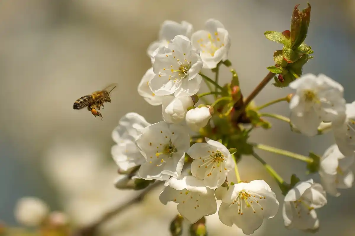 bee pollinating apple blossom netherlands