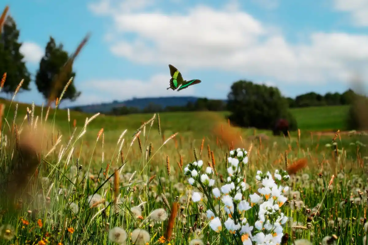 migrating butterfly Netherlands nature