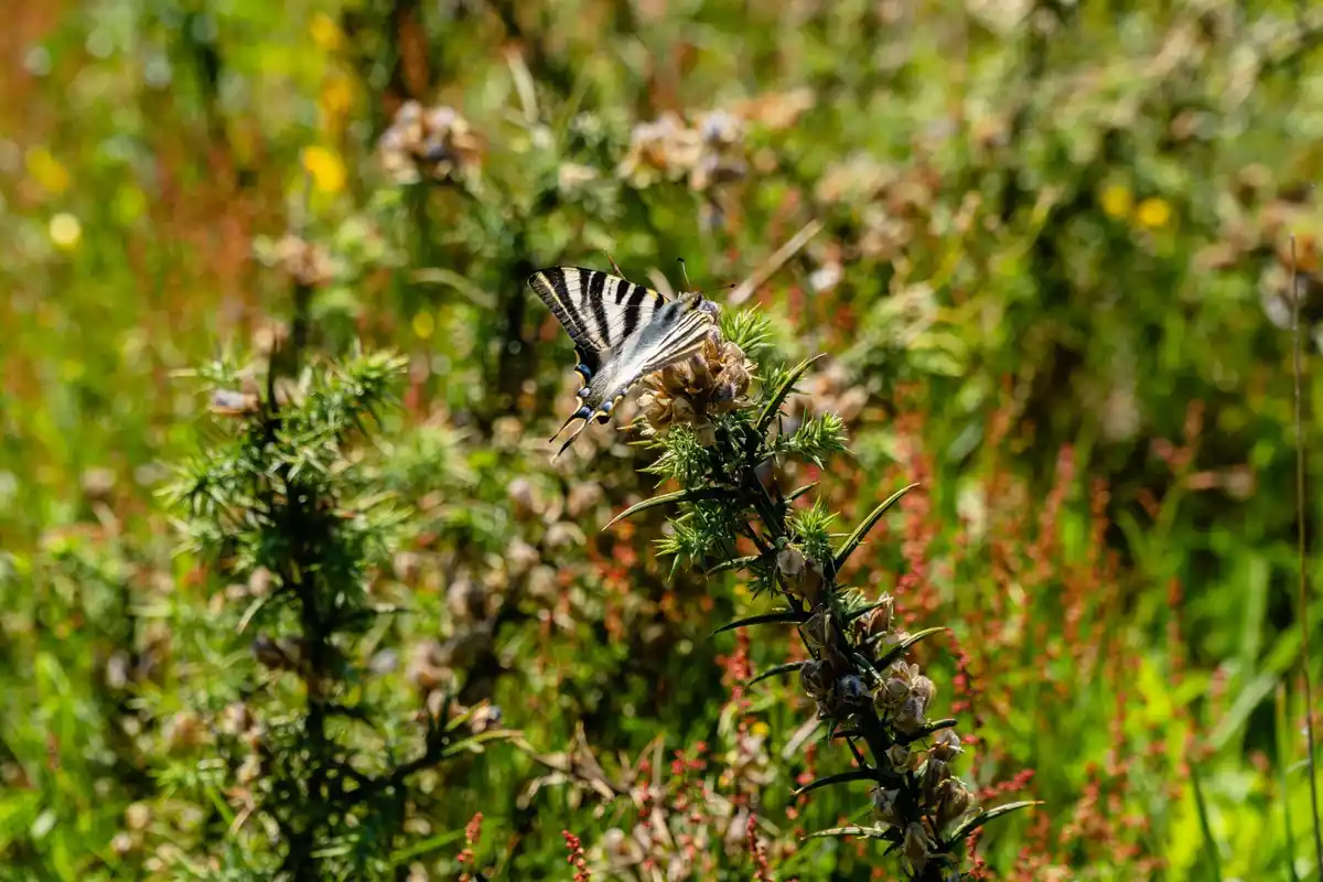 monarch butterfly migration Netherlands