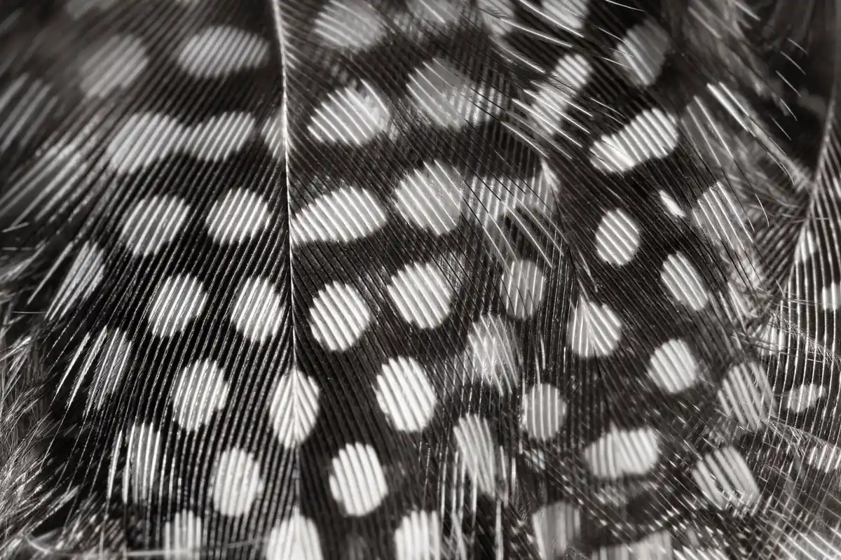 butterfly close up macro wing pattern