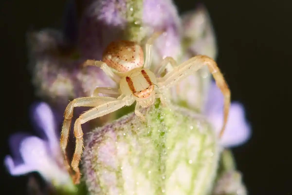 dutch house spider in cozy home