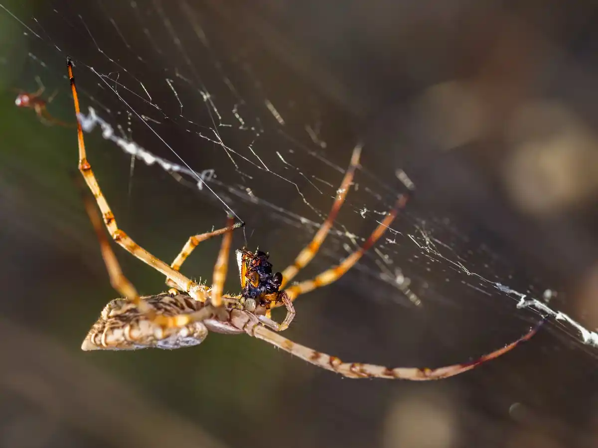 close-up dutch house spider on a wall