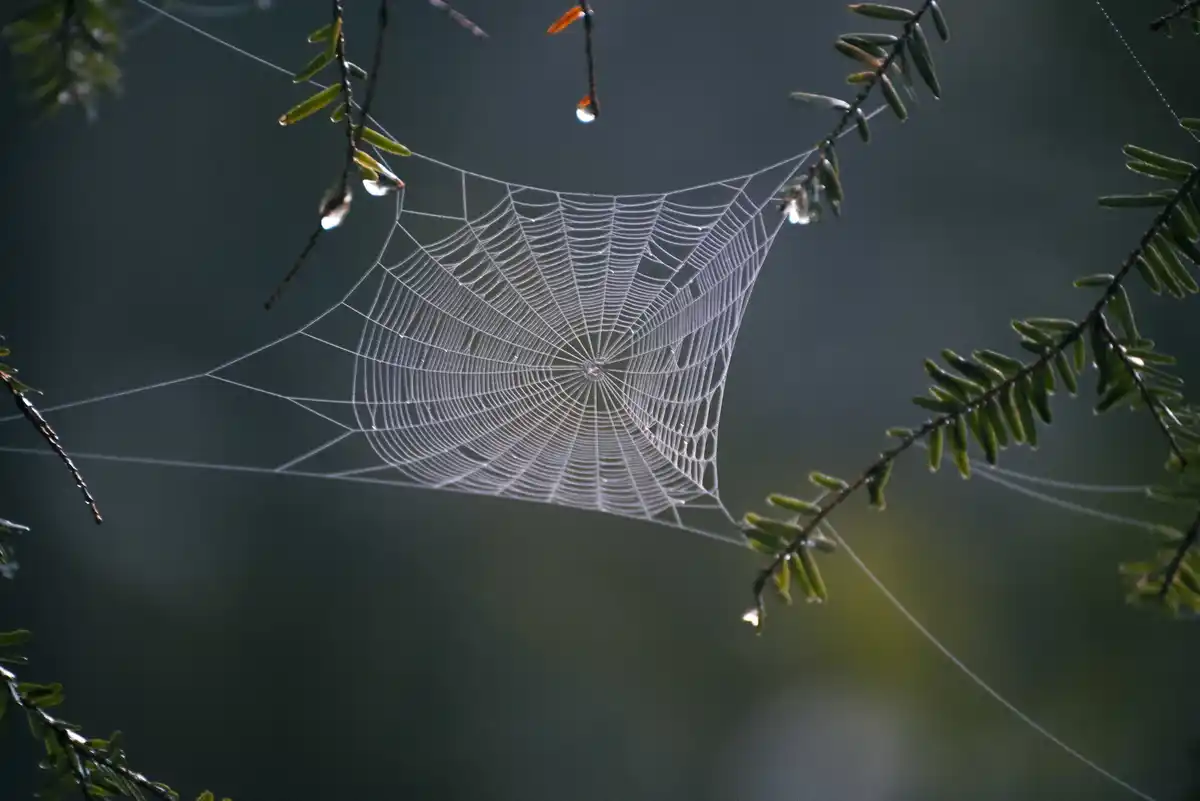spider web in a cozy dutch living room light