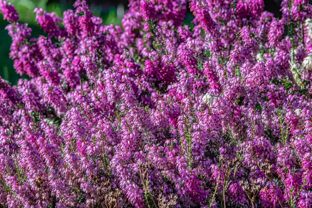 purple heath hills Posbank Netherlands