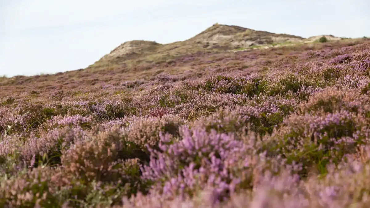 purple heath Posbank drone Netherlands