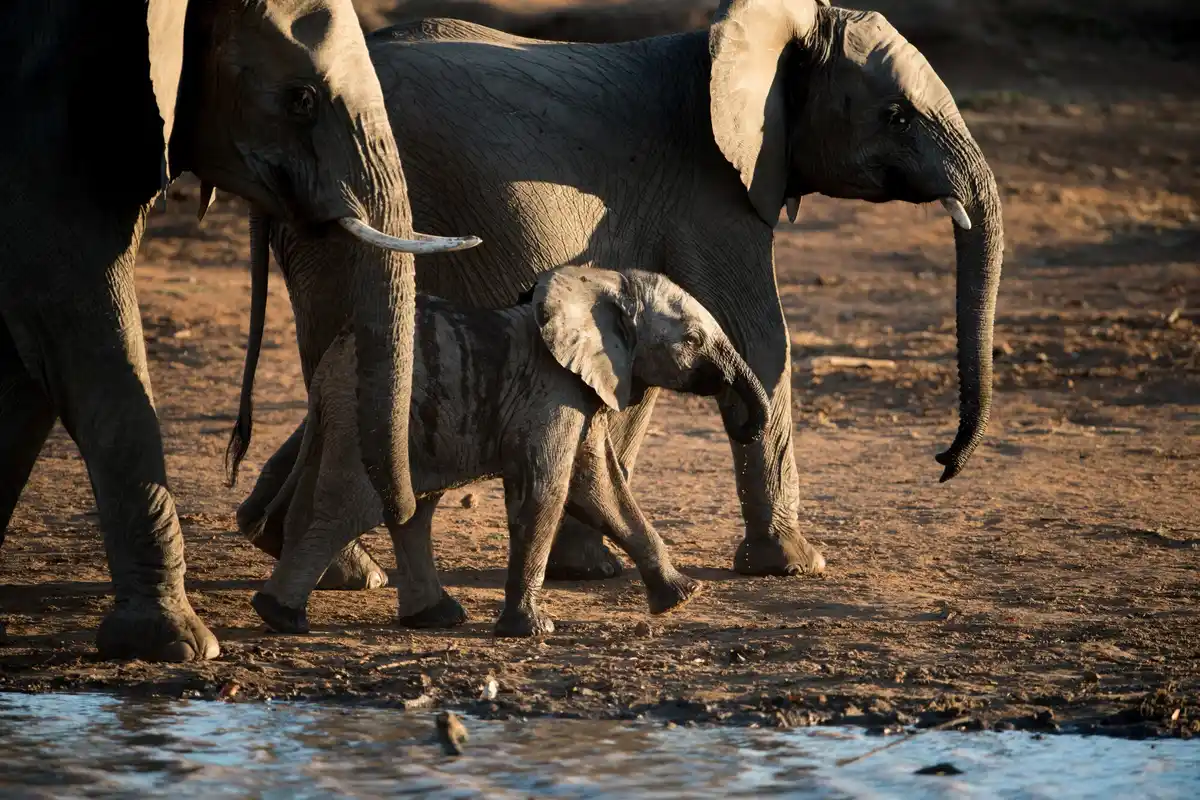 elephant mourning ritual emotional african herd nature