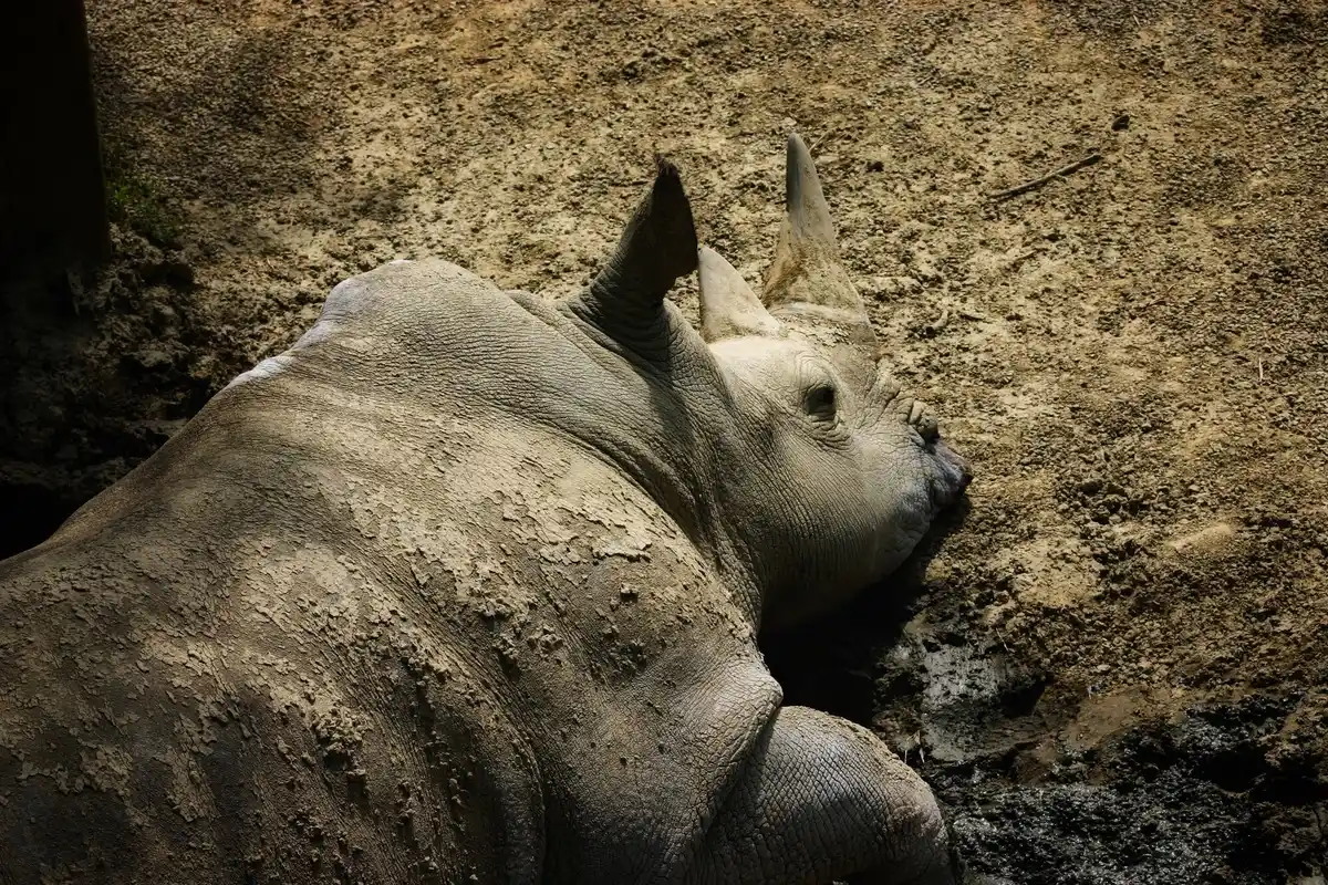 Dutch zoo elephants mourning family death emotional