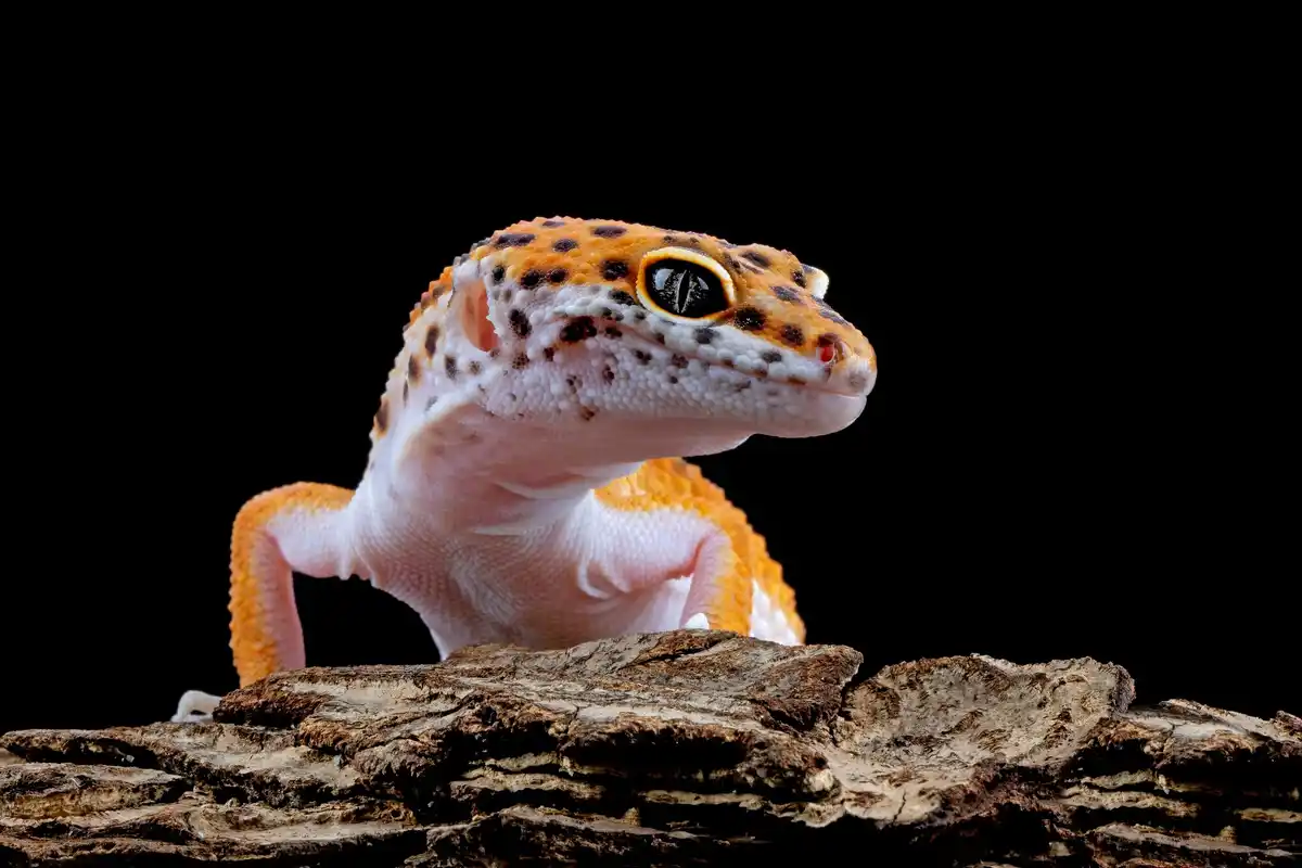axolotl in vrolijk ingericht huiselijk aquarium