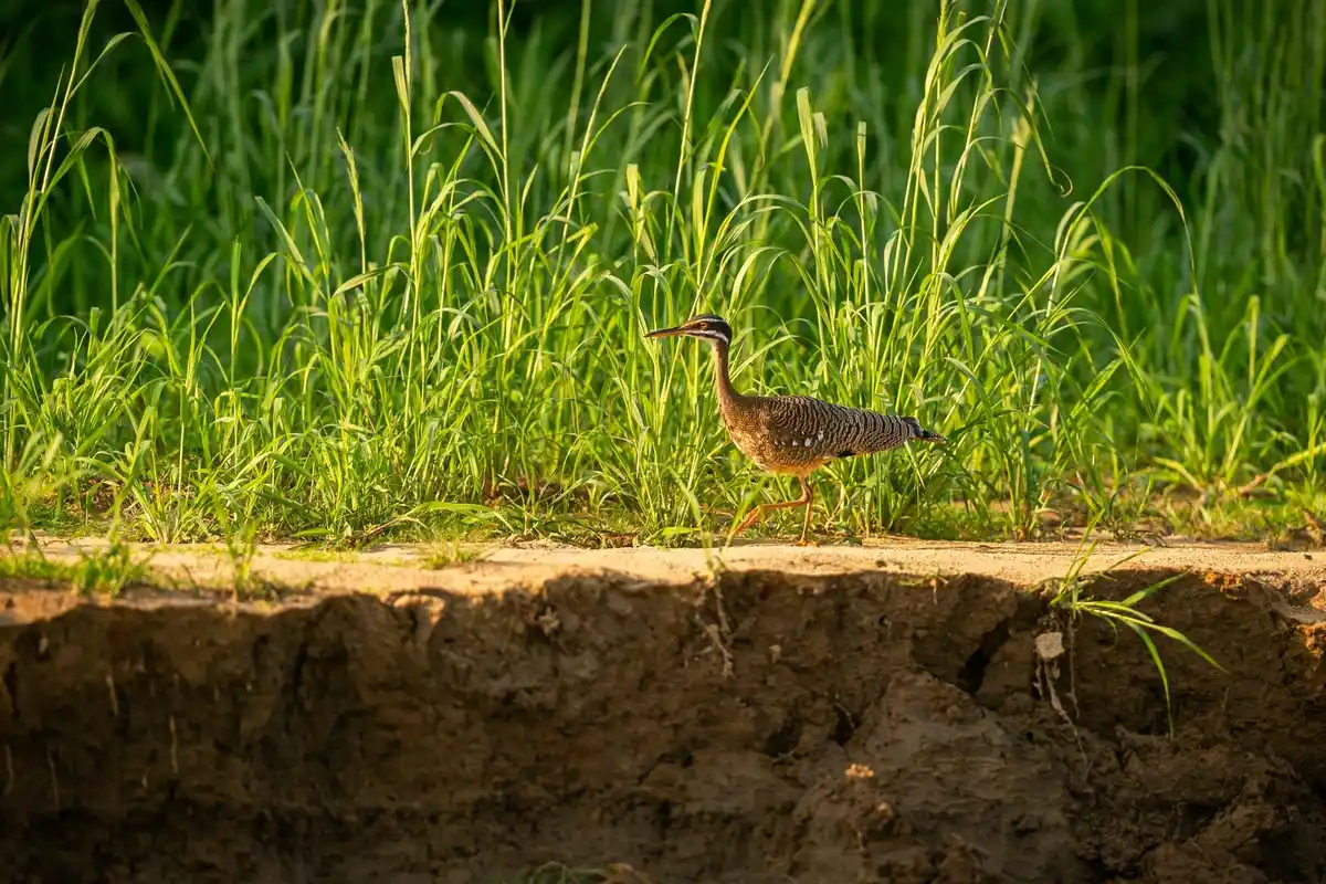 Dutch meadow birds in decline