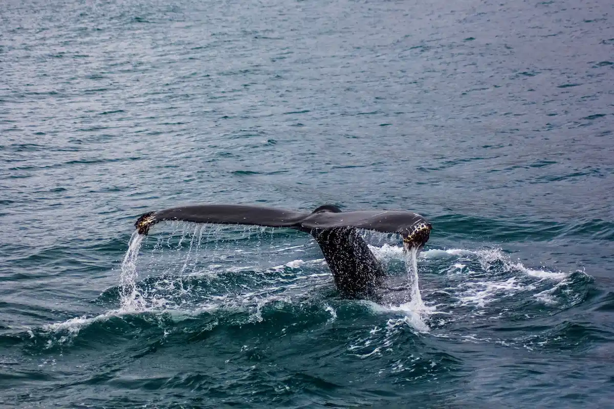 bowhead whale longevity arctic healthy