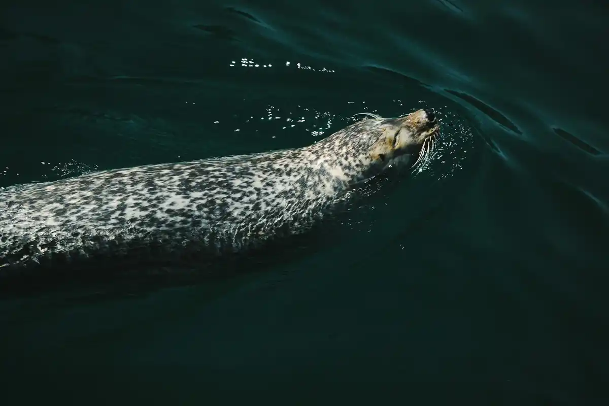 bowhead whale swimming arctic closeup