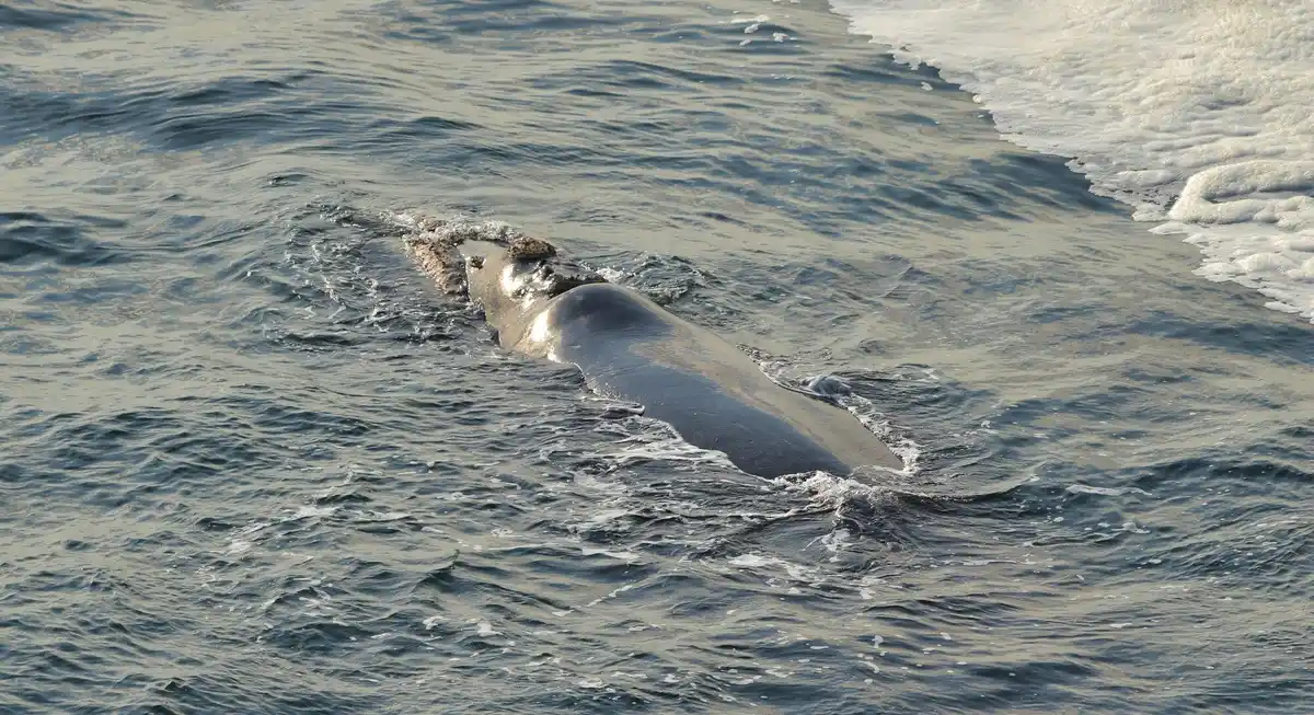 bowhead whale aerial icy water longevity