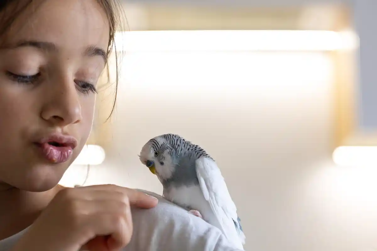 african grey parrot smart home funny