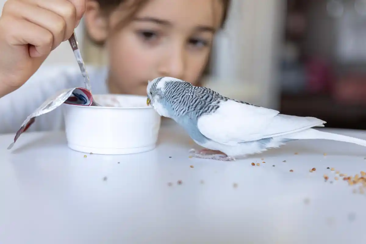 funny parrot mimicking human behavior in dutch home