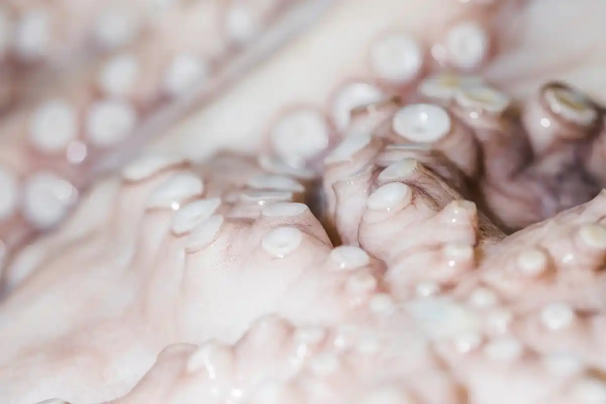 octopus three hearts close up underwater anatomy