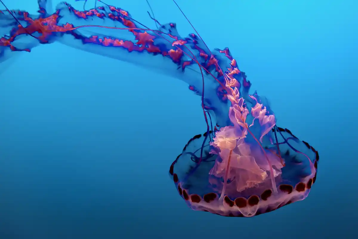 octopus blood microscope blue close marine biology