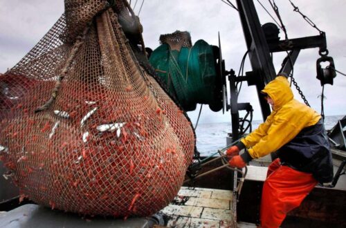 De lange sluiting van de garnalenvisserij in New England als gevolg van jaren van achteruitgang
