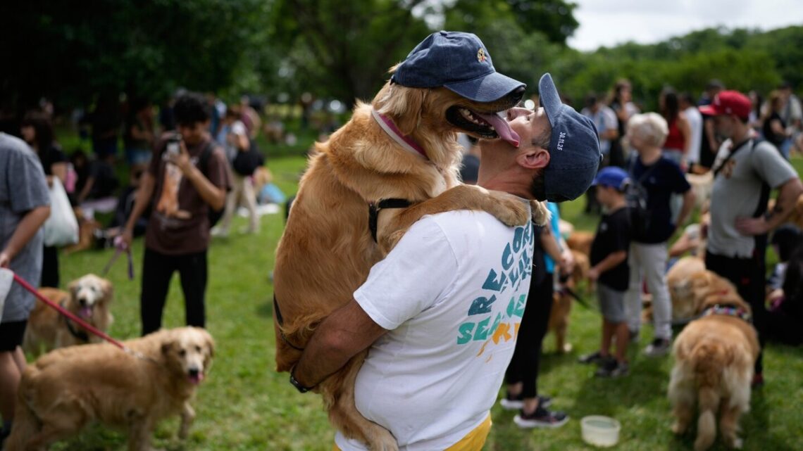 Een symfonie van geblaf: Wat er gebeurt wanneer 2.397 Golden Retrievers samenkomen in een park in Argentinië
