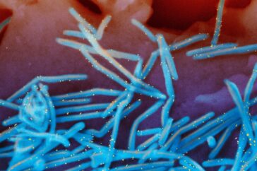 Hoeveel risico vormt de griepepidemie deze winter?