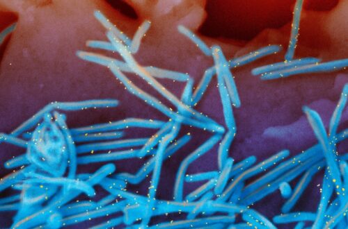 Hoeveel risico vormt de griepepidemie deze winter?