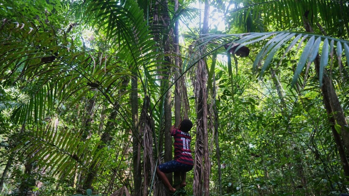 Lokale gemeenschappen in Brazilië vechten voor erkenning en behoud van hun land en bos