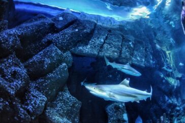 De Impact van Oceaanzuurwording op Vistriemmen: Een Nieuwe Bedreiging voor Jagen en Overleving