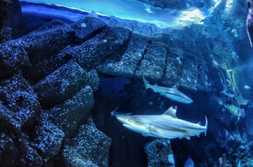 De Impact van Oceaanzuurwording op Vistriemmen: Een Nieuwe Bedreiging voor Jagen en Overleving